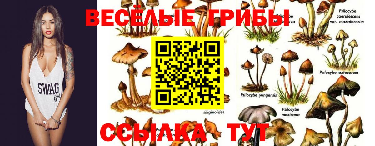 Псилоцибиновые грибы прущие грибы  Псилоцибиновые грибы прущие грибы  Вход с VPN  Саянск 